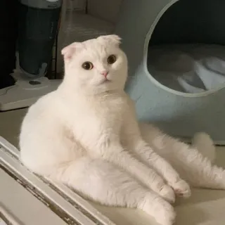 😶 cat, white cat, pet, animal, scottish fold, cute, domestic cat telegram sticker
