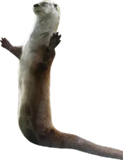 🐍 wydra, zwierzę, dzika przyroda, ssak, stojący, słodki telegram sticker