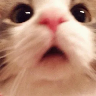 🍓 kat, kitten, geschrokken, dier, grappig, schattig telegram sticker