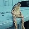🐸