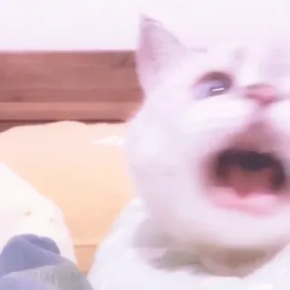 🐱 gato, gritando, animal, mascota, meme, gracioso whatsapp sticker