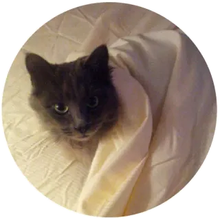 😐 gato, mascota, animal, manta, gato doméstico telegram sticker