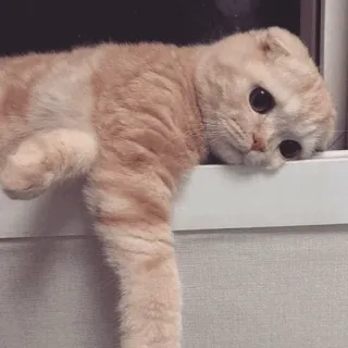 🍓 kat, schattig, huisdier, dier, kitten, scottish fold telegram sticker