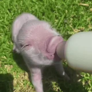 🐽 whatsapp sticker