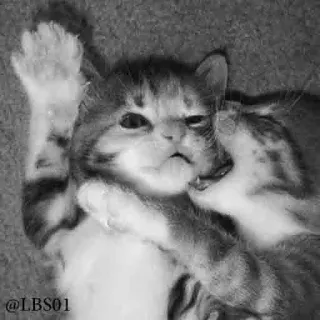 💛 @LBS01 gato, gatos, beso, abrazo, amistad, animales whatsapp sticker