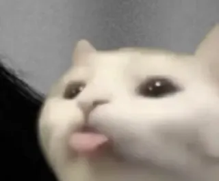 😨 Katze, Tier, Meme, lustig, süß, Zunge, Haustier, weiß telegram sticker