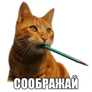 🤓 СООБРАЖАЙ gato, animal, mascota, lápiz, ruso, texto, humor whatsapp sticker