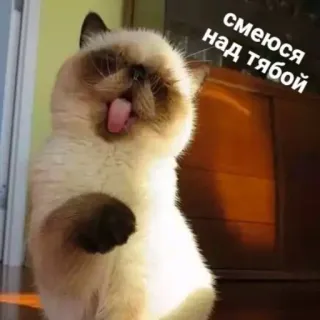 😝 смеюсь над тобой gatto, canzonatorio, risata, meme whatsapp sticker