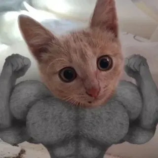😂 猫, 筋肉, 面白い, ユーモア, ペット, 動物, 子猫, ボディービルダー whatsapp sticker