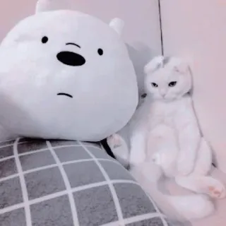 🐱 kucing, beruang, boneka, putih, hewan, hewan peliharaan, mainan whatsapp sticker