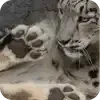 emoji_barsiki @snowleopardscf @TgEmodziBot telegram emojis 👍