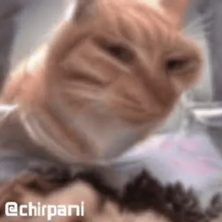 🌟 @chirpani gato, animal, animal de estimação, laranja, meme, engraçado telegram sticker