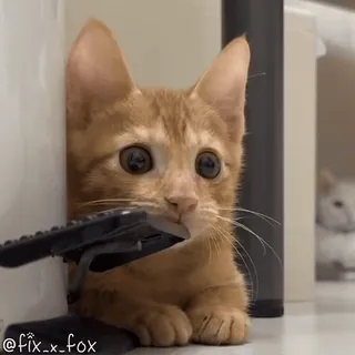 👀 @fix_x_fox Katze, Kätzchen, Haustier, Tier, süß, orange, spielerisch telegram sticker