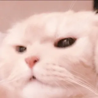 🐈 kot, zwierzę, zwierzak, mem, słodki, śmieszny, kociak telegram sticker
