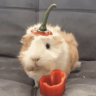 🐹 guinea pig, pet, animal, pepper, cute, funny telegram sticker