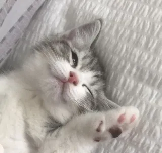😸 котенок, кошка, животное, питомец, милый, домашнее животное, сонный, лапки whatsapp sticker