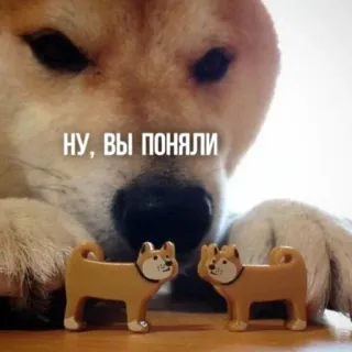 🐶 НУ, ВЫ ПОНЯЛИ Doge, ชิบะอินุ, หมา, มีม telegram sticker