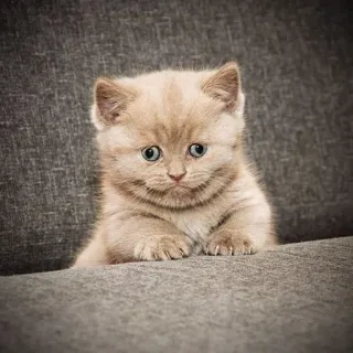 😥 猫, 小猫, 可爱, 动物, 宠物 telegram sticker
