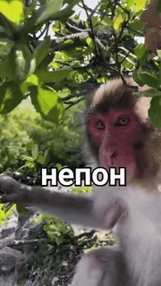 🐒 непон 원숭이, 동물, 자연, 러시아어, 텍스트 whatsapp sticker