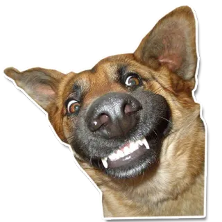 😉 chien, drôle, animal, animal de compagnie, mignon, dents telegram sticker