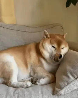 🐕 Hund, Shiba Inu, Tier, Haustier, schlafend, Couch telegram sticker
