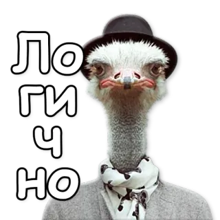 👍 ЛОГИЧНО autruche, oiseau, chapeau, écharpe, logique, russe, animal telegram sticker