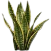 🥥