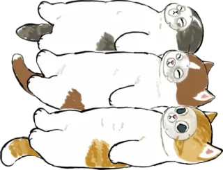 🧼 cat, cats, lazy, cute, animals telegram sticker