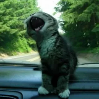 😃 kitten, cat, yawning, animal, cute telegram sticker