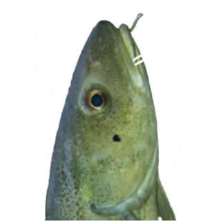 👋 fish, seafood, animal, fishing, ocean, cod whatsapp sticker