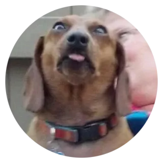 ❤️ 犬, 動物, ペット, 面白い, かわいい, 舌, ダックスフンド telegram sticker