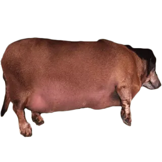 😢 cane, grasso, bassotto, animale, animale domestico telegram sticker