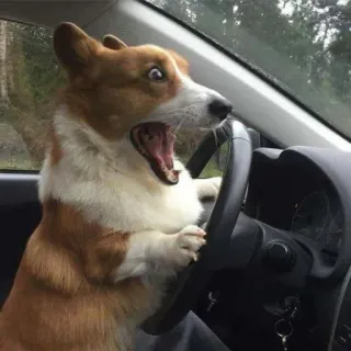 😳 perro, corgi, conduciendo, asustado, coche, animal telegram sticker