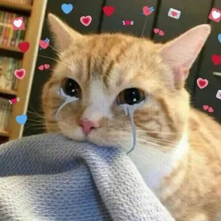 🐱 I <3 U gato, chorando, triste, amor, corações, fofo, animal de estimação, animal telegram sticker