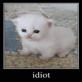 🐱 idiot gatto, gattino, divertente, meme, insulto telegram sticker