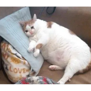 😭 LOVE kucing, sedih, bantal, hewan peliharaan, binatang, kucing domestik telegram sticker