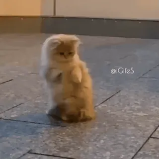 @Luv_Vids 😻𝐂𝐚𝐭 𝐏𝐚𝐜𝐤𝐬😻 :: @fStikBot telegram stickers