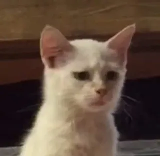 🙁 猫, 白い猫, 動物, 悲しい, ペット, かわいい telegram sticker