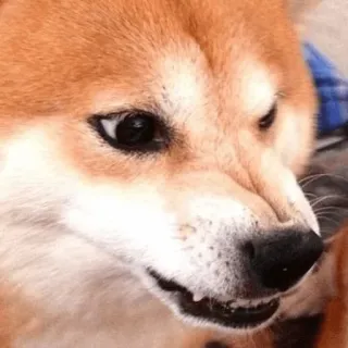 😡 chien, mème, en colère, shiba inu, agressif, drôle, animal de compagnie, animal telegram sticker
