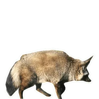 🦊 Bat-eared fox, fox, animal, mammal, wildlife, nature telegram sticker