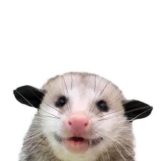 😝 Opossum, Tier, süß, Beuteltier, Wildtier whatsapp sticker