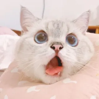 🧸 gatto, scioccato, sorpreso, carino, animale, animale domestico, gattino telegram sticker