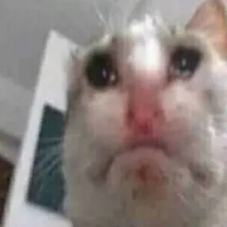 🌟 gatto, triste, meme, animale, animale domestico, gattino telegram sticker