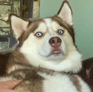 😲 Husky dog telegram sticker