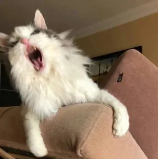 😠 cat, yawning, pet, fluffy, domestic telegram sticker