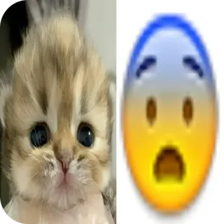 🐱 小猫, 猫, 表情符号, 震惊, 可爱, 动物 telegram sticker