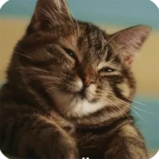 ☺️ gatto, animale domestico, animale, tigrato, gatto domestico, mammifero telegram sticker