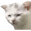 🐱