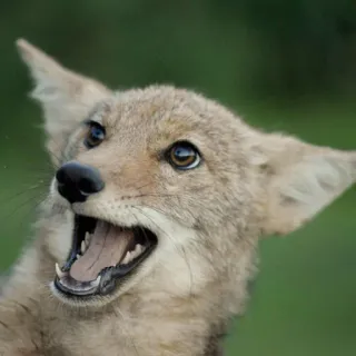 😱 coyote, animale, fauna selvatica, mammifero, predatore telegram sticker