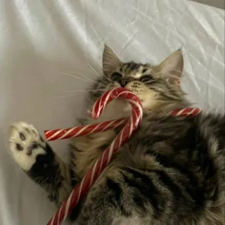 🤩 cat, kitten, candy cane, pet, animal, christmas, holiday, cute telegram sticker